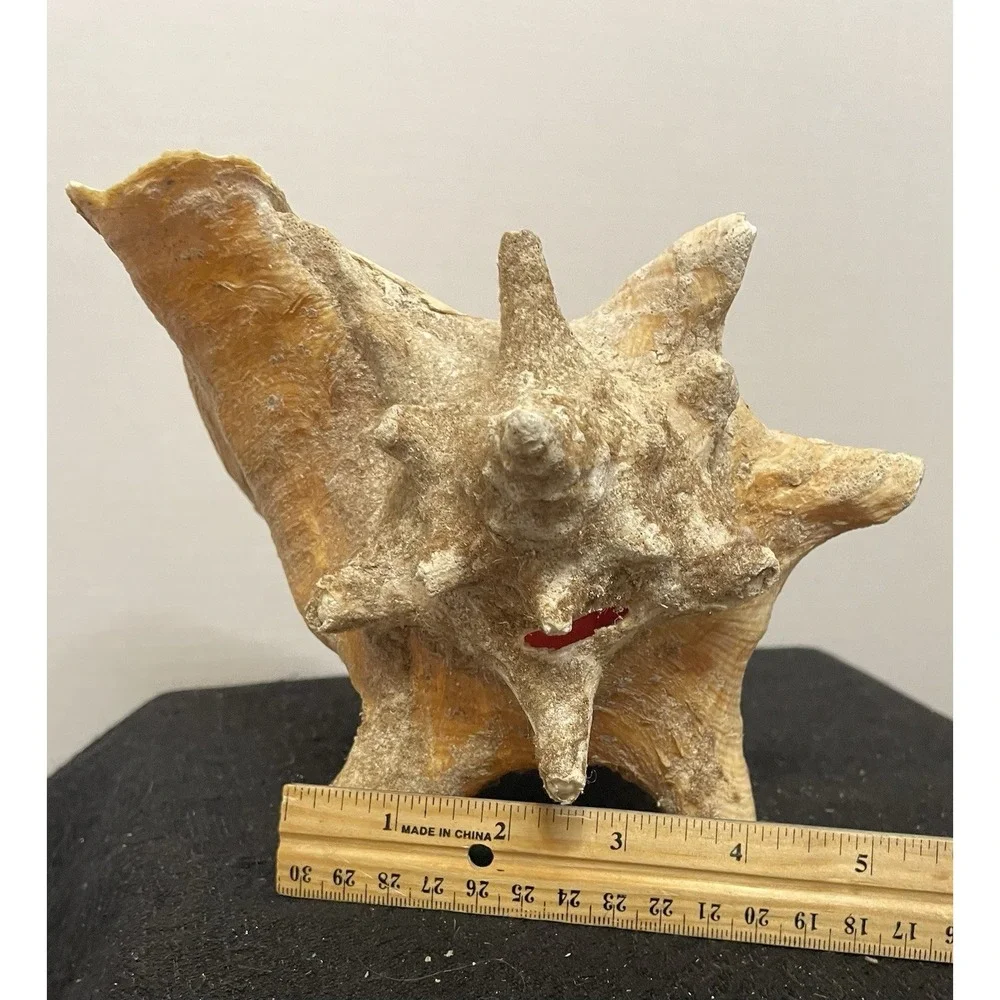 Vintage Natural Large Pink Queen Conch Sea Shell Nautical Ocean Beach Home Decor